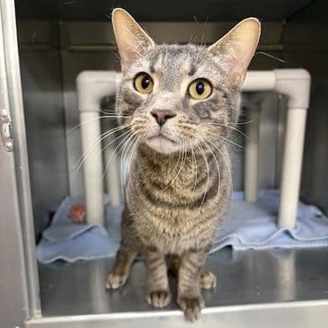 Panache - Domestic Short Hair cat available for adoption at Bandaged Paws Animal Rescue Association in Calgary