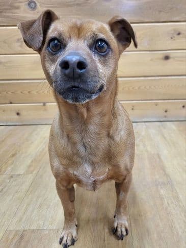 Bolt - Terrier Cross (Small Breed) available for adoption at Bandaged Paws Animal Rescue Association in Calgary