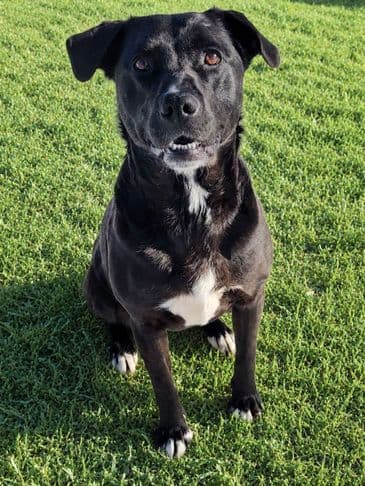 Cardio - Bully Breed Mix Weight: 30.1 kg/66.2 lbs available for adoption