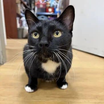 Catra - Domestic Short Hair cat available for adoption in Alberta