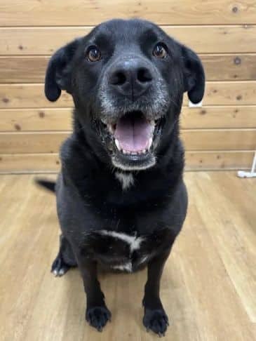 Chutney - Northern Mixed Breed Weight: 37.5 kg/82.5 lbs available for adoption in Alberta