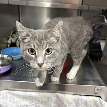 Costco Sample - Domestic Short Hair cat available for adoption at Bandaged Paws Animal Rescue Association in Calgary