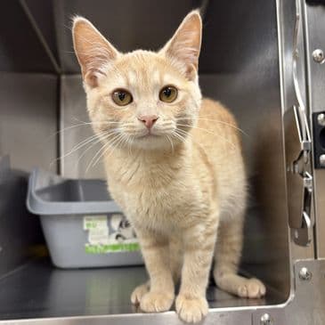 Cream Corn - Domestic Short Hair cat available for adoption at Bandaged Paws Animal Rescue Association in Calgary