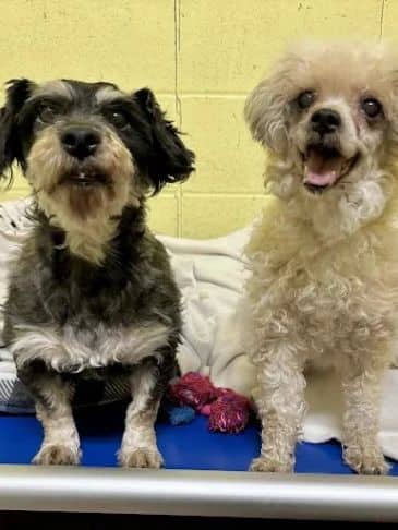 Doug and Linda - Poodle available for adoption