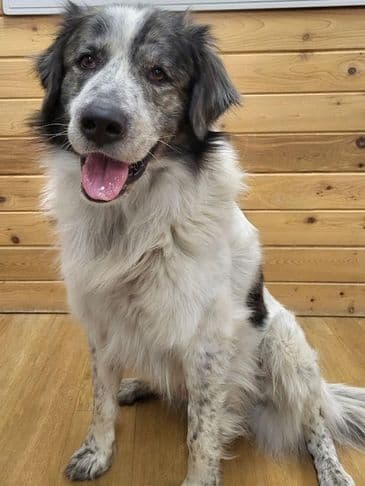 Harris - Pyrenees Cross available for adoption at Bandaged Paws Animal Rescue Association in Calgary