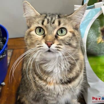 Celine - Domestic Medium Hair cat available for adoption at Bandaged Paws Animal Rescue Association in Calgary
