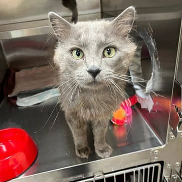 Dion - Domestic Long Hair cat available for adoption at Bandaged Paws Animal Rescue Association in Grande Prairie