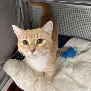 Grapefruit Juice - Domestic Short Hair cat available for adoption at Bandaged Paws Animal Rescue Association in Calgary