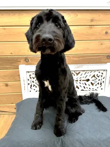 Pierre - Poodle Mix available for adoption in Alberta