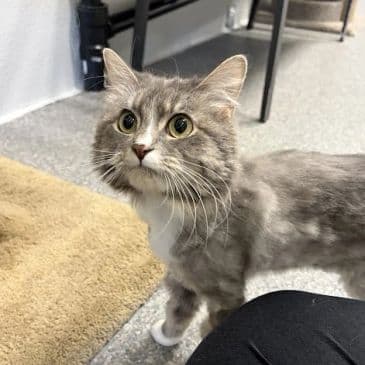 Juno - Domestic Long Hair cat available for adoption at Bandaged Paws Animal Rescue Association in Calgary