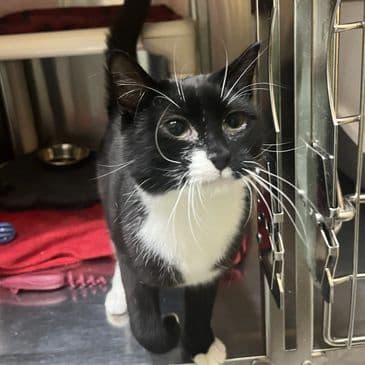 Lady Fingers - Domestic Short Hair cat available for adoption at Bandaged Paws Animal Rescue Association in Calgary