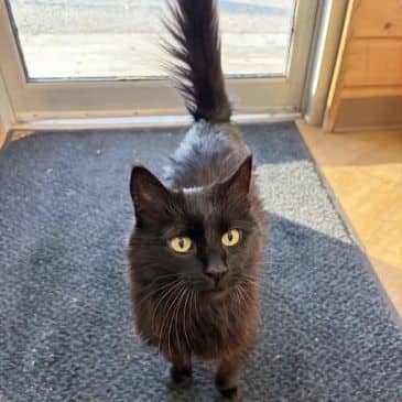 Meemaw - Domestic Long Hair cat available for adoption at Bandaged Paws Animal Rescue Association in Calgary