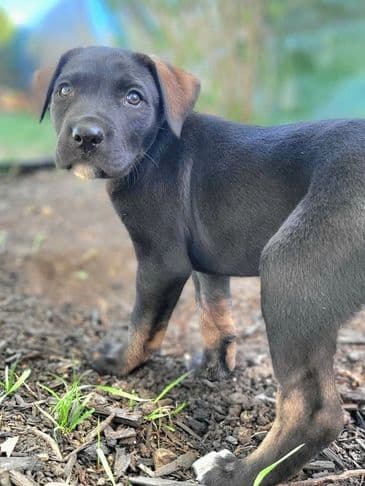 Miffy - Bully Breed Mix available for adoption at Bandaged Paws Animal Rescue Association in Calgary