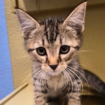 Oolong - Domestic Short Hair available for adoption