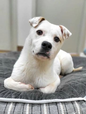 Patch - Shar Pei Cross available for adoption at Bandaged Paws Animal Rescue Association in Calgary