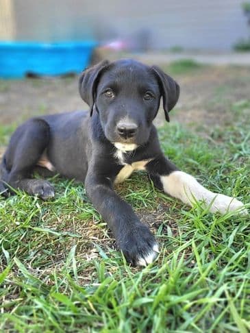 Roger - Bully Breed Mix available for adoption at Bandaged Paws Animal Rescue Association in Calgary