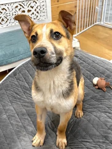 Rolly - Shar Pei Cross available for adoption at Bandaged Paws Animal Rescue Association in Calgary