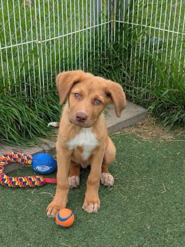 Braz - German Shepherd Cross Weight: 12.7 kg/27.3 lbs available for adoption in Alberta