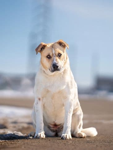Alexis - Northern Mixed Breed available for adoption at Bandaged Paws Animal Rescue Association in Calgary