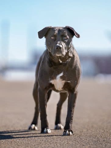 Cardio - Bully Breed Mix available for adoption at Bandaged Paws Animal Rescue Association in Calgary