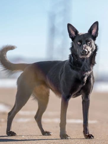 Lady Bridgerton - Shepherd Cross available for adoption at Bandaged Paws Animal Rescue Association in Calgary