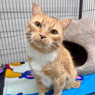 Maggie - Domestic Short Hair cat available for adoption at Bandaged Paws Animal Rescue Association in Calgary