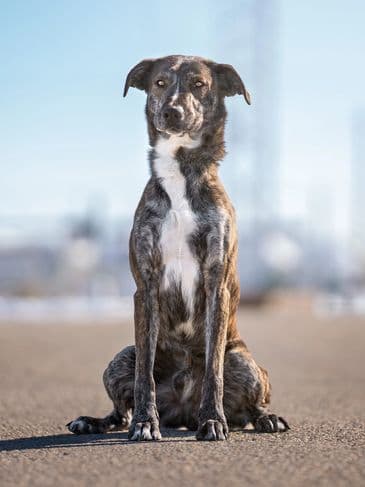 Master Chief - Northern Mixed Breed available for adoption at Bandaged Paws Animal Rescue Association in Calgary