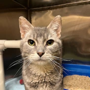 Norm - Domestic Short Hair cat available for adoption at Bandaged Paws Animal Rescue Association in Calgary