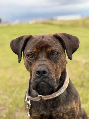 Stormie - Boxer Cross Weight: 32.3 kg/71.1 lbs available for adoption