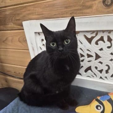 Coleslaw - Domestic Short Hair cat available for adoption at Bandaged Paws Animal Rescue Association in Calgary