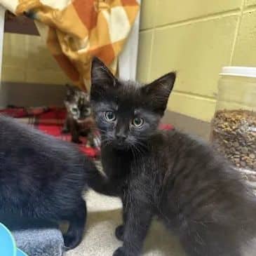 Dungeon Crawler Carl - Domestic Short Hair available for adoption