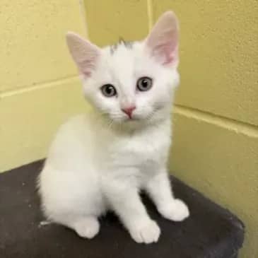 Spinosaurus - Domestic Short Hair cat available for adoption at Bandaged Paws Animal Rescue Association in Grande Prairie