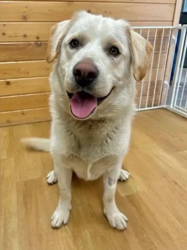 Tobias - Labrador Retriever Cross Weight: 22.8 kg/54.7 lbs available for adoption