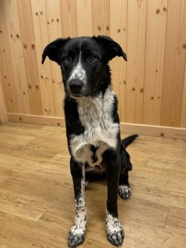 Blossom - Collie Cross Weight: 23.9 kg/52.6 lbs available for adoption in Alberta