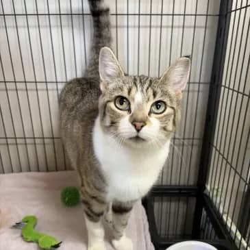 Cinnamon - Domestic Short Hair cat available for adoption at Bandaged Paws Animal Rescue Association in Grande Prairie