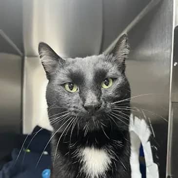 Commander Shepherd - Domestic Short Hair cat available for adoption at Bandaged Paws Animal Rescue Association in Grande Prairie