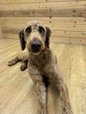 Mikey - Poodle Cross Weight: 19.1 kg/42.1 lbs available for adoption in Alberta