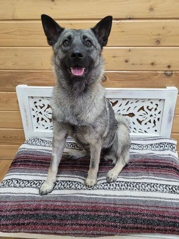 Taquita - Elkhound available for adoption in Alberta