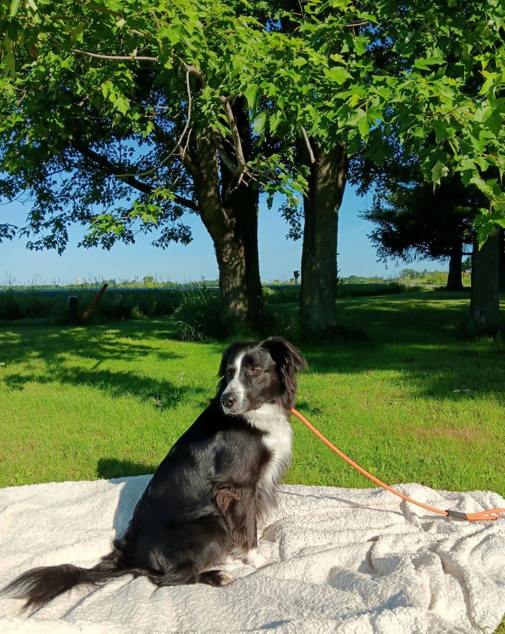 Morty - Border Collie X available for adoption