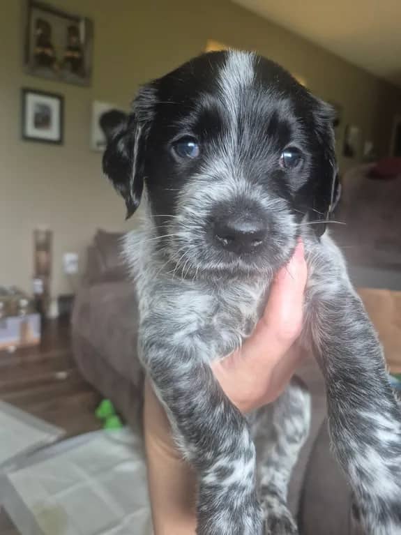 Sokka - Wired Hair Pointed Griffen X Berenese Mountain Dog available for adoption in Ontario