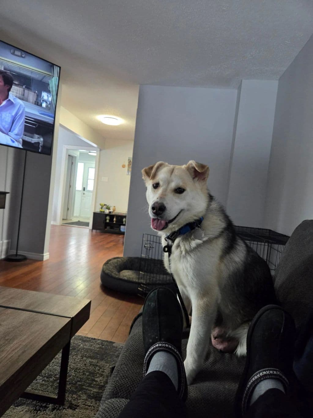 Beauty - Husky X available for adoption in Calgary