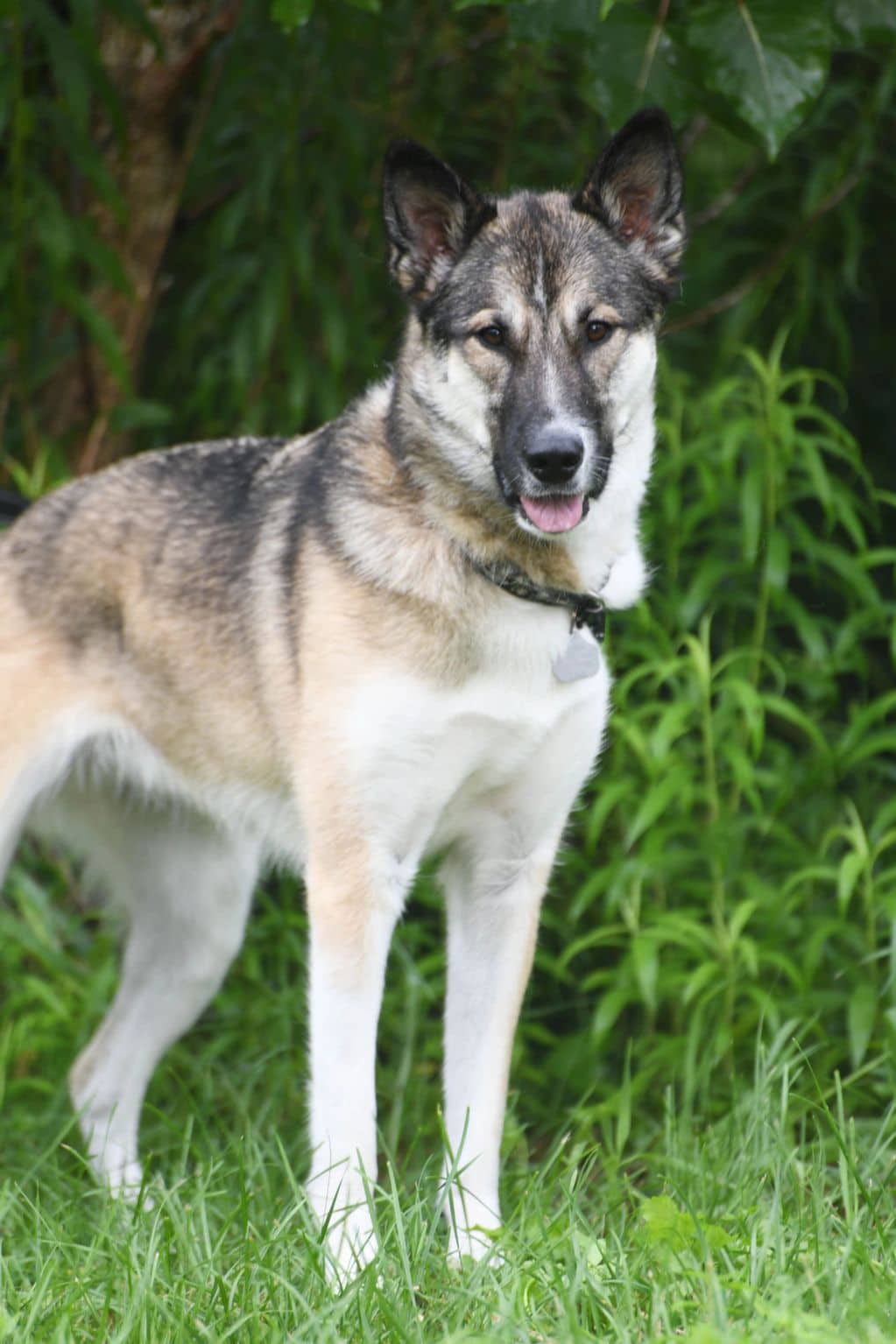 Sienna - Husky X available for adoption in Calgary