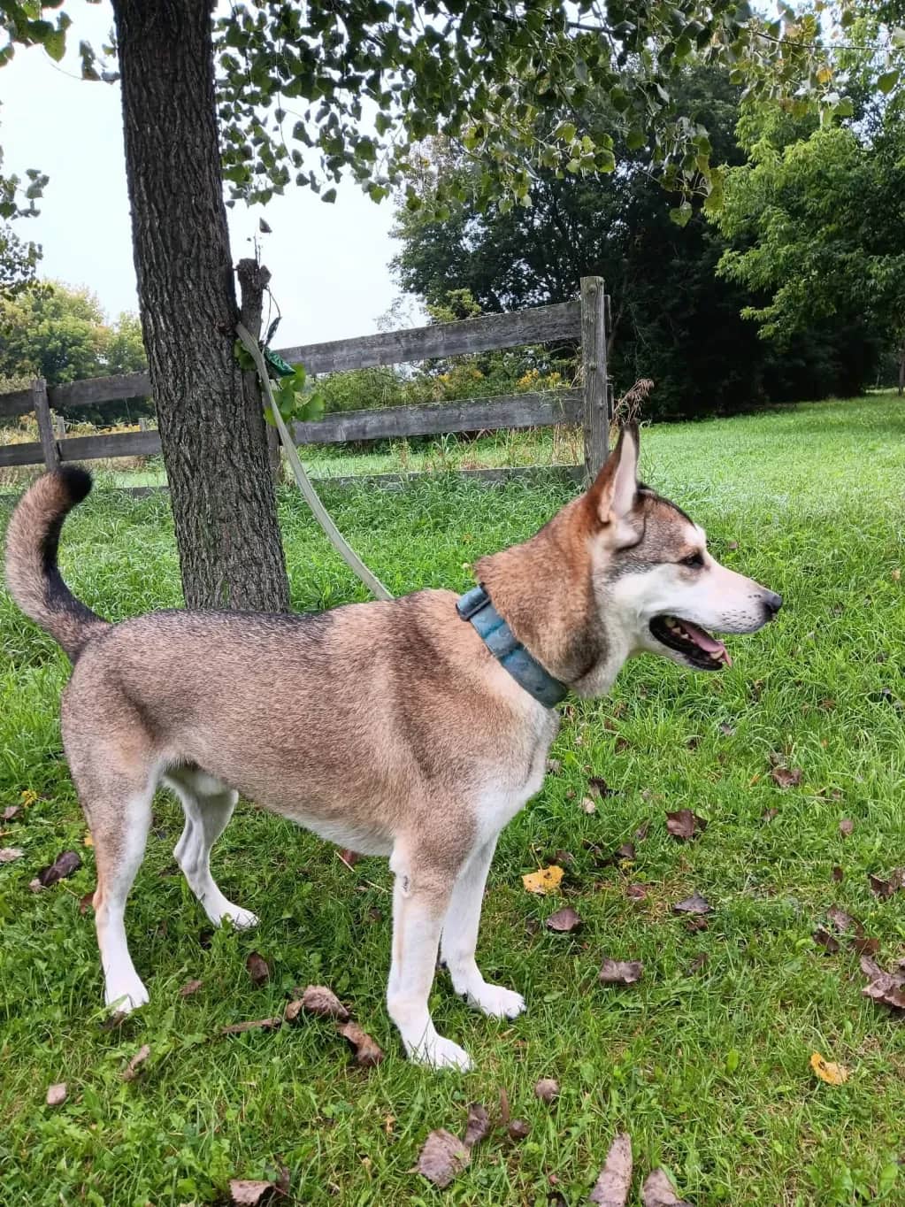 Agi - Husky X Shepherd available for adoption in Ontario