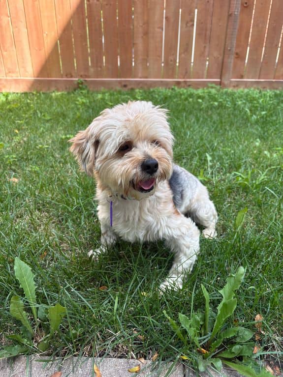 Zubert 1 - Terrier X available for adoption