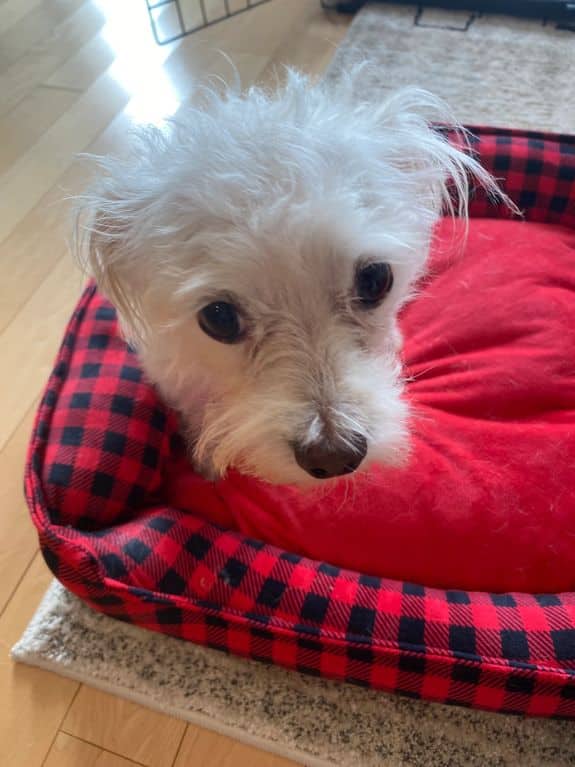 Templeton - Terrier X available for adoption