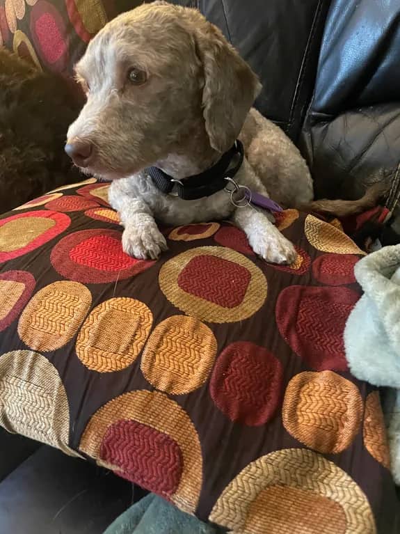 Fuzzy - Poodle X available for adoption in Ontario
