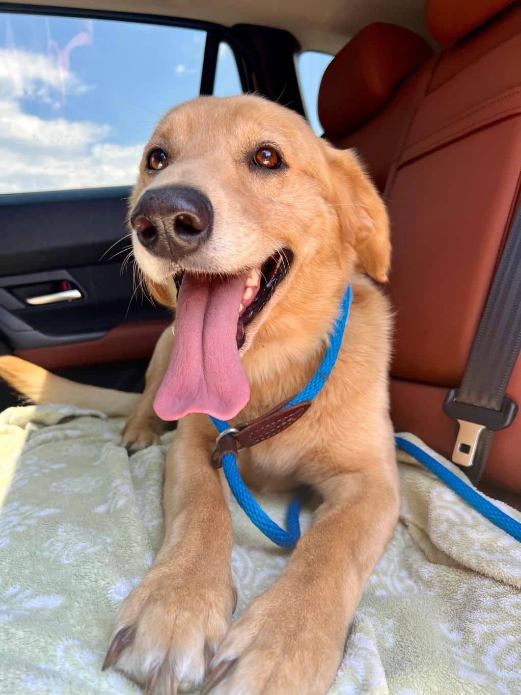 Lennon - Labrador Retriever X available for adoption