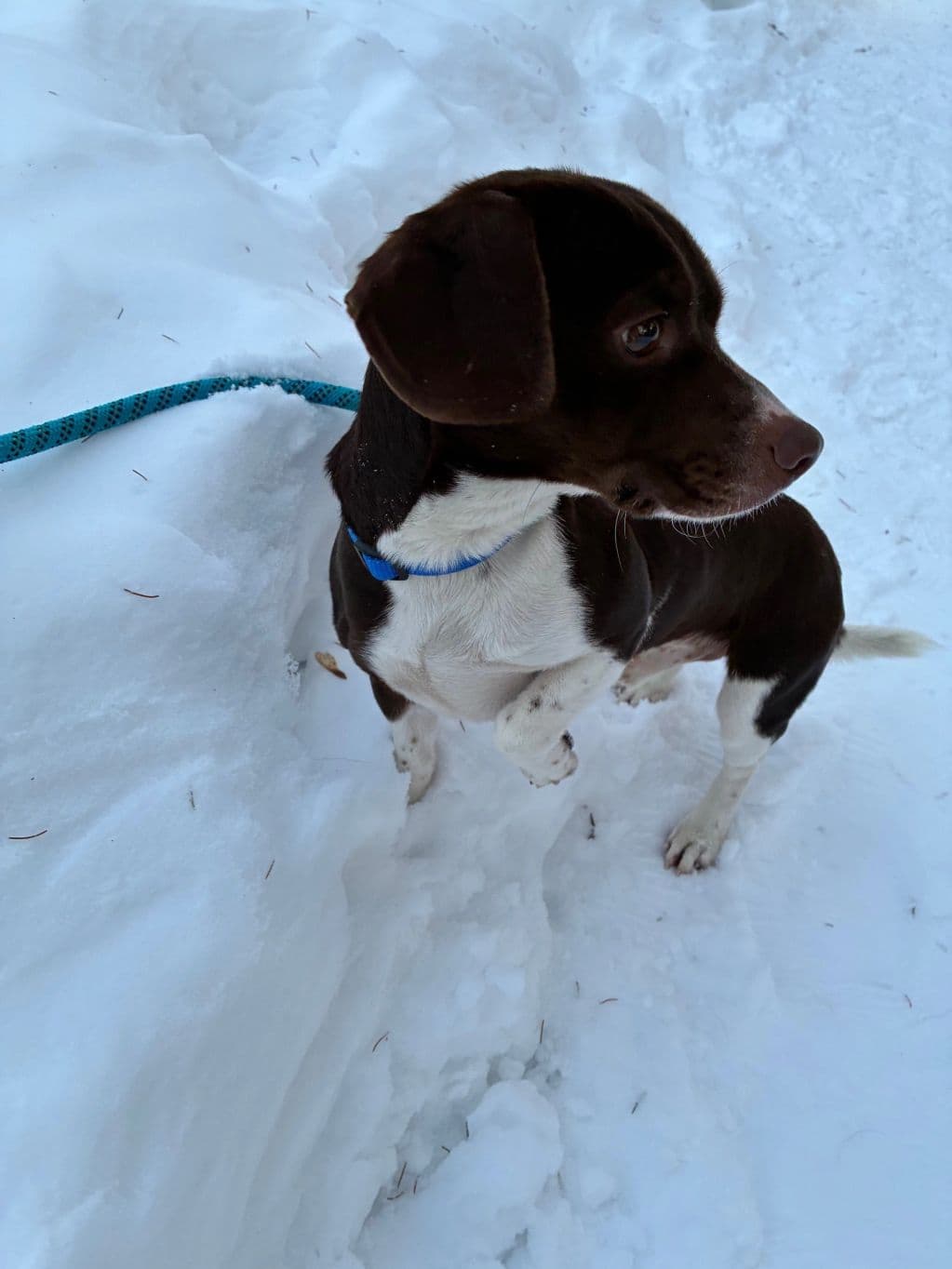 Tito - Beagle X available for adoption in Calgary