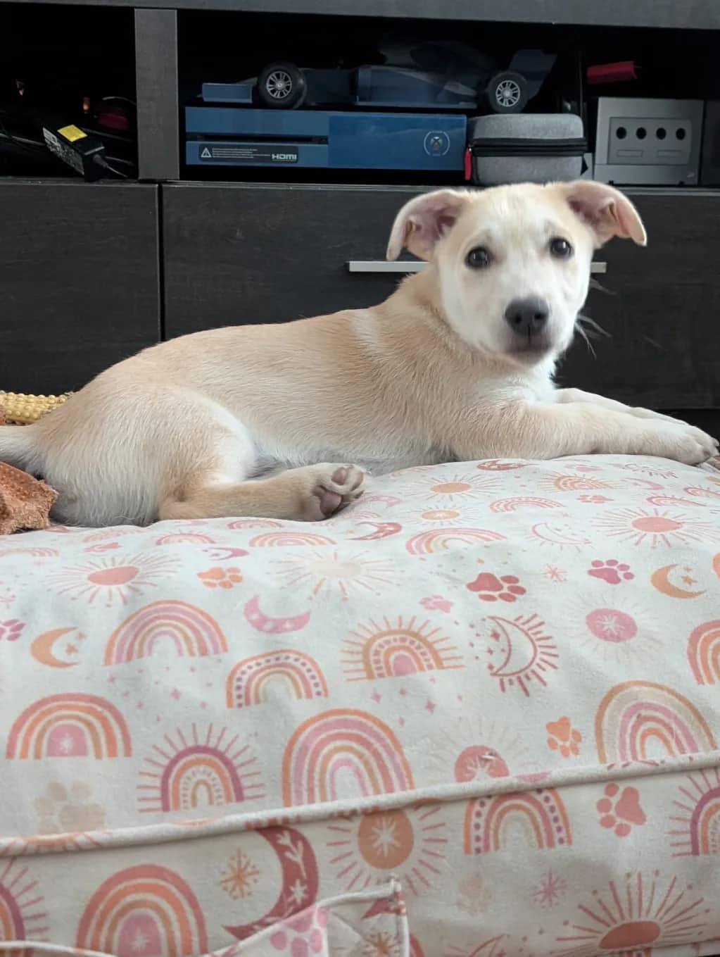 Axel - Lowrider X available for adoption in Ontario