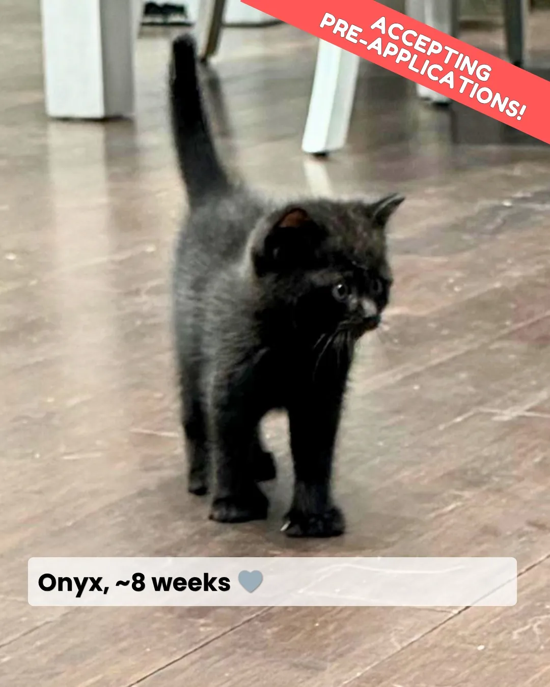 F D B - Domestic Shorthair cat available for adoption at Kannata Valley Kats Rescue in Regina Beach